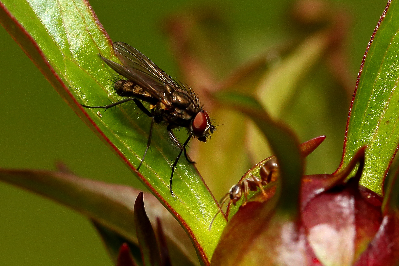 Fliege und Ameise an der Pfingstrose