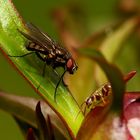 Fliege und Ameise an der Pfingstrose