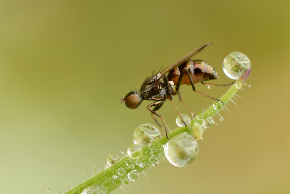 Fliege und Blattlaus