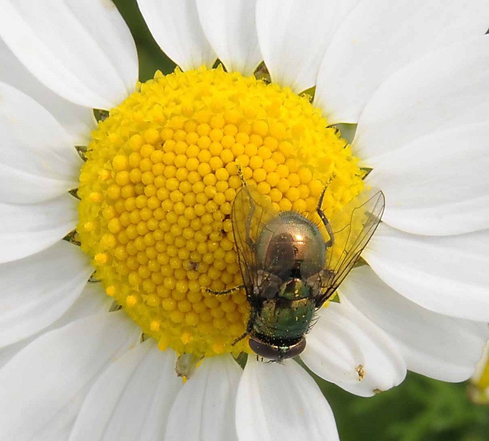 Fliege und Blume