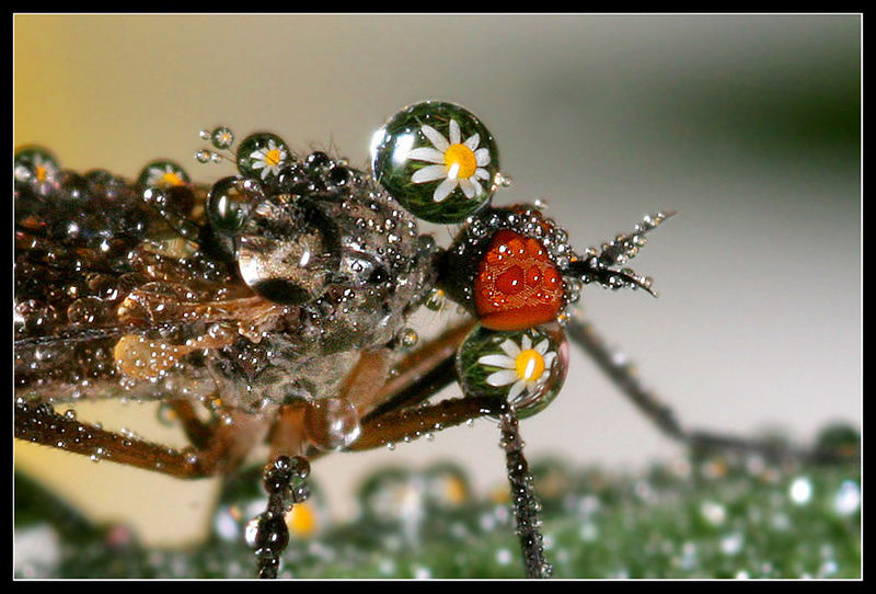 Fliege und Blumen