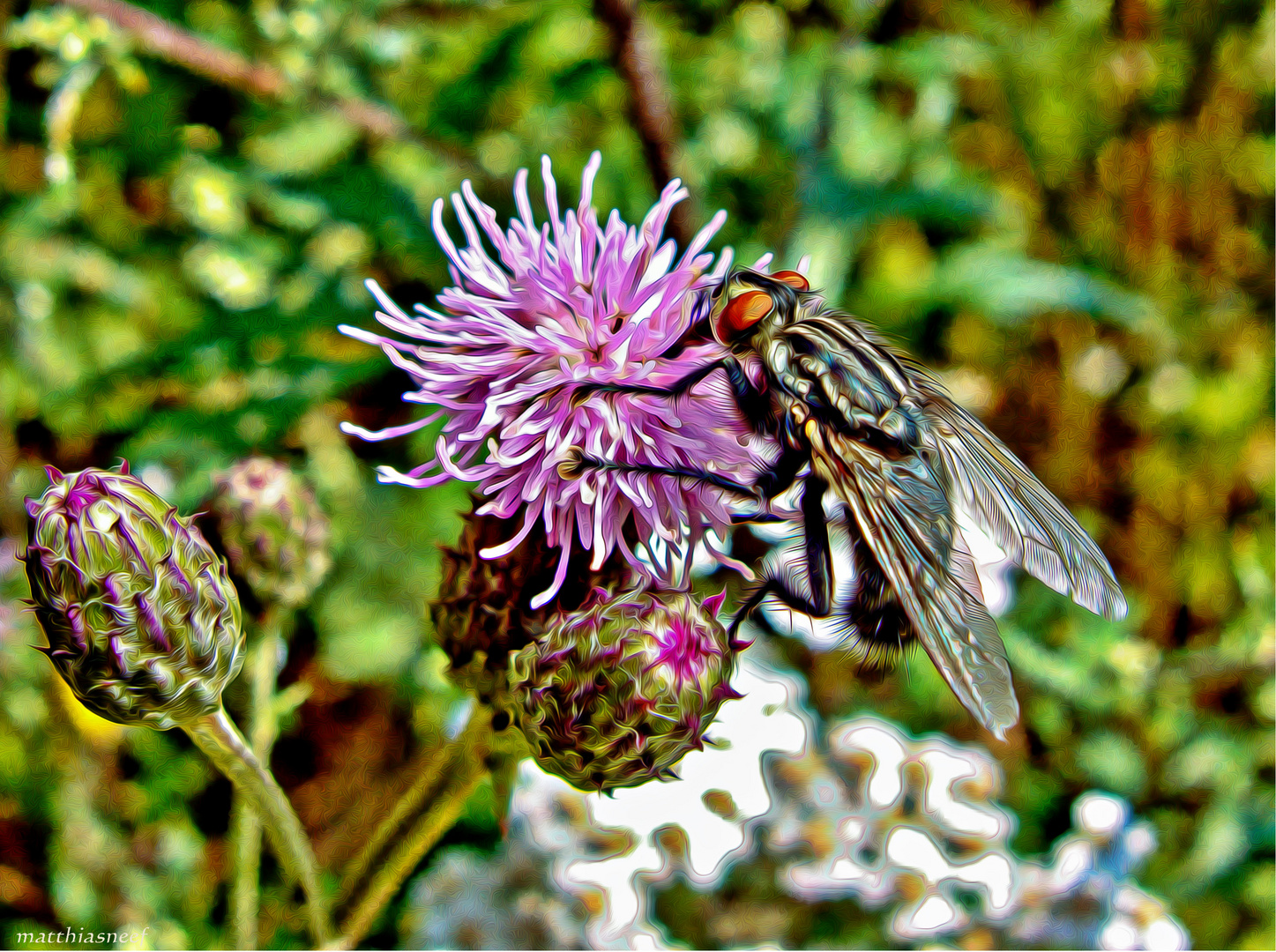 Fliege und Distel