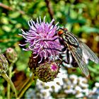 Fliege und Distel