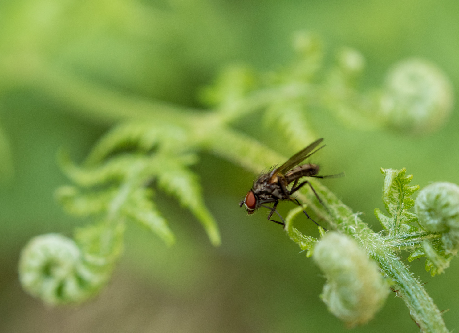 Fliege und Farn