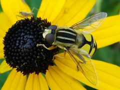 Fliege und Grashüpfer