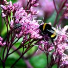 Fliege und Hummel treffen aufeinander