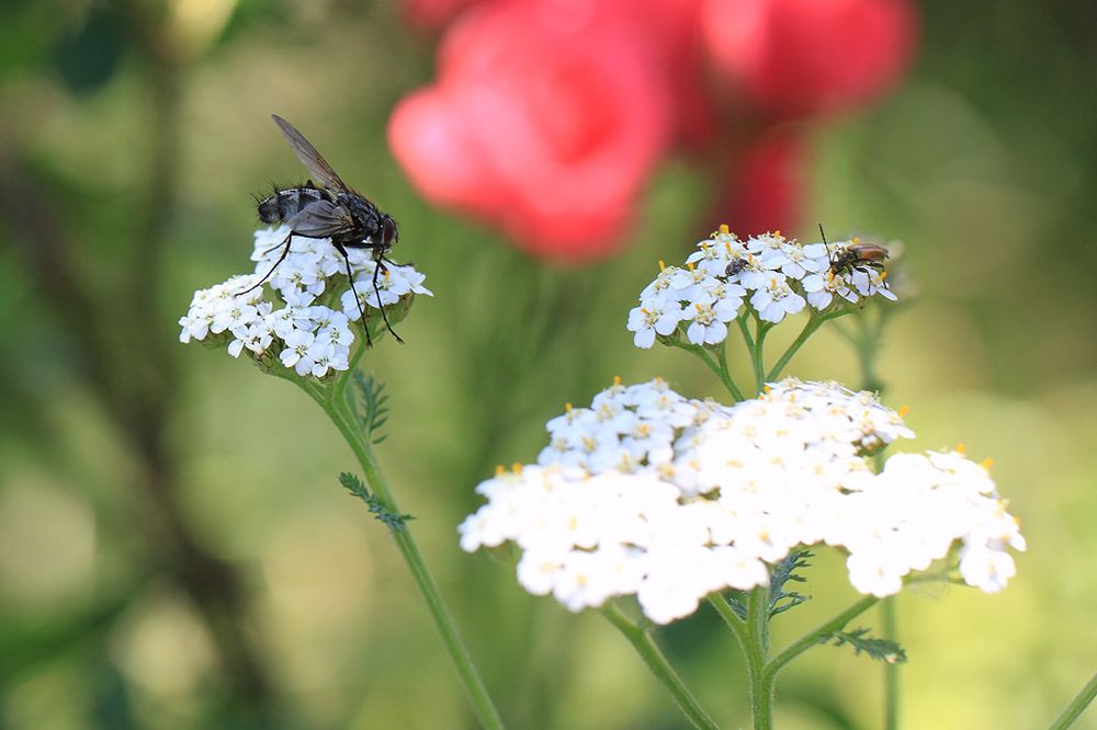 Fliege und Käfer