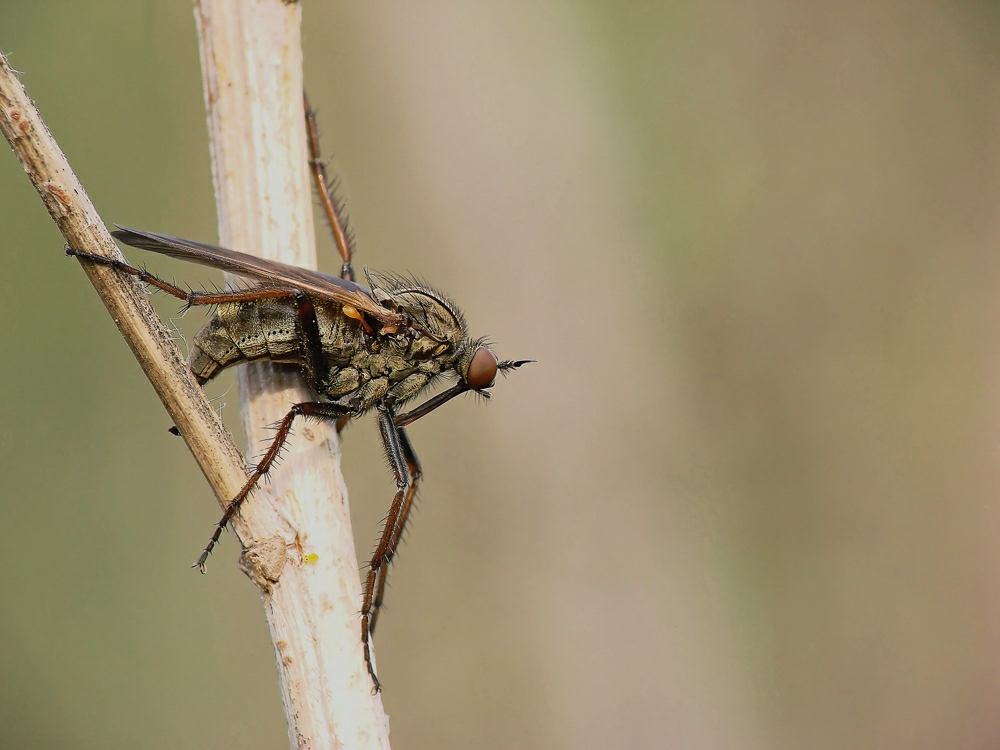 Fliege und Laus