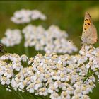 Fliege und Schmetterling