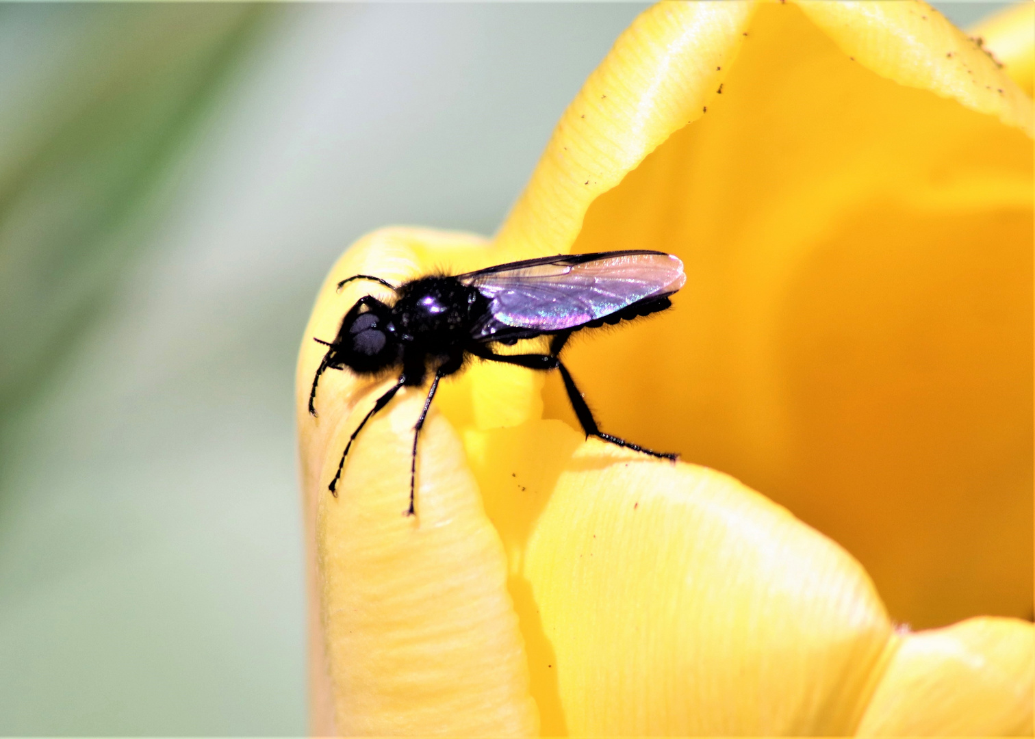 Fliege und Tulpe