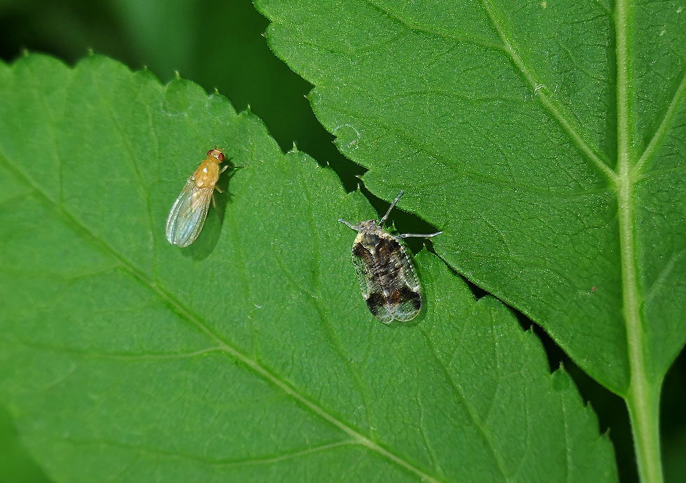 Fliege und Zikade