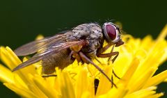 Fliege unerschrocken