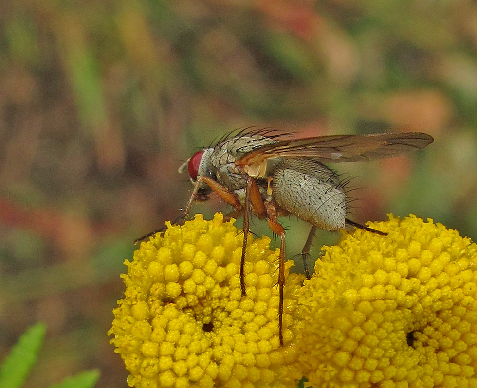 Fliege vom heutigen Sonnentag