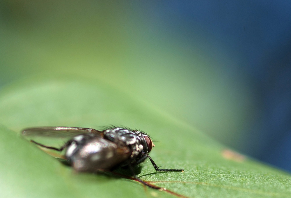 Fliege von hinten