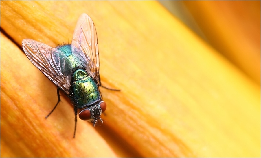 Fliege von oben mit Delle