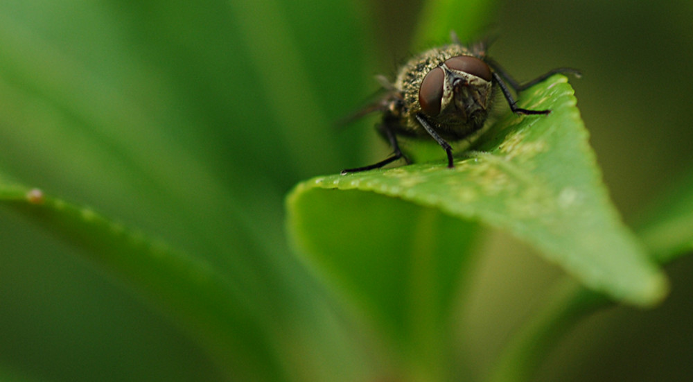 Fliege von vorne