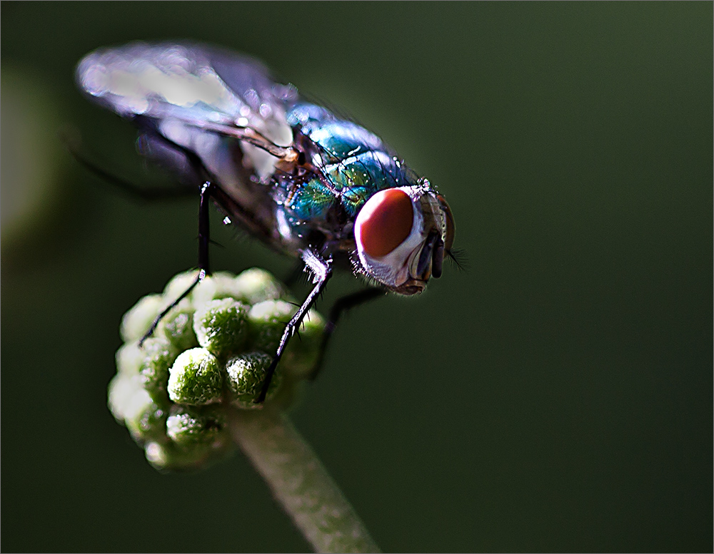 Fliege, vor der Rasur