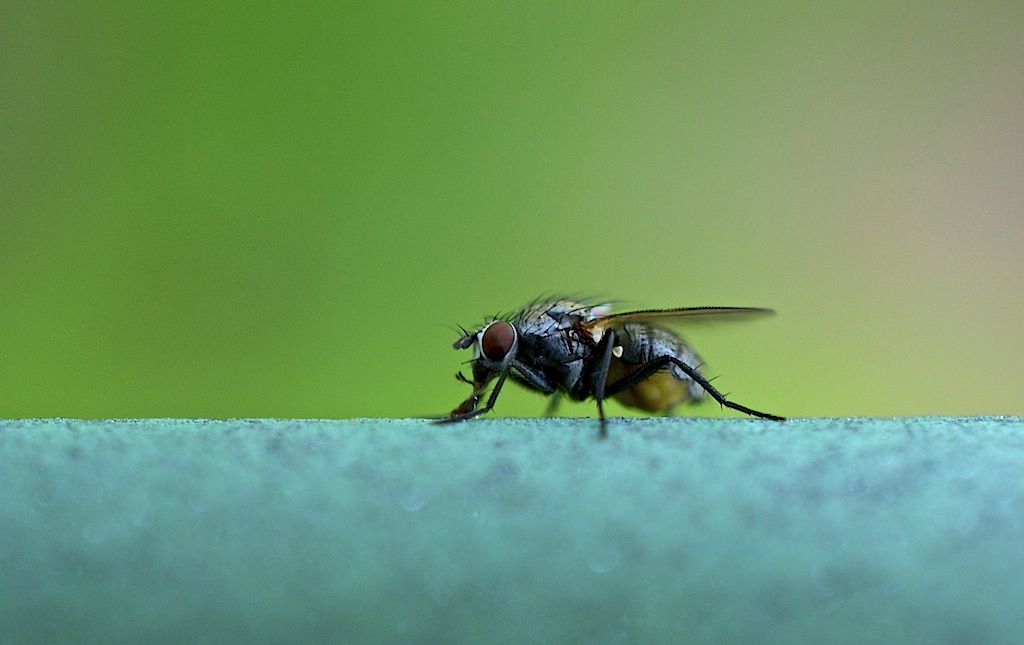 Fliege vor Grün