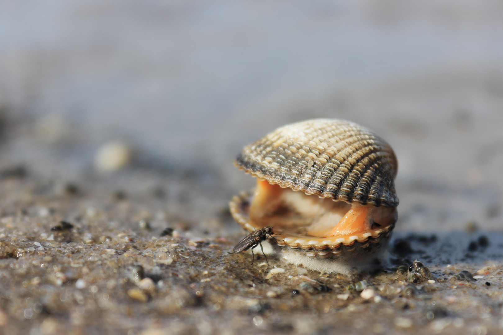 Muscheln Im Meer / Muscheln richtig in Szene setzen - Berlin.de