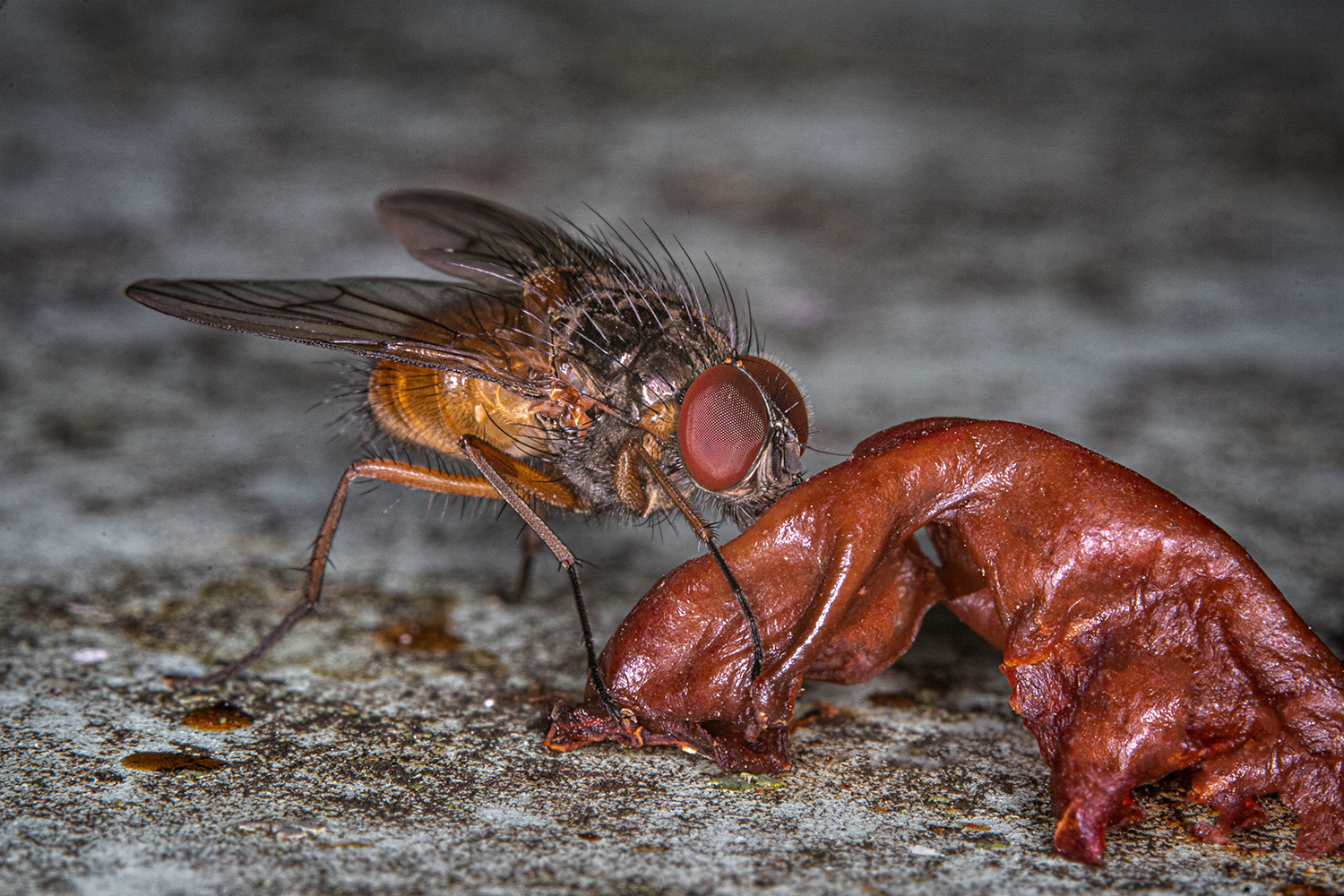 Fliege vs Kirsche