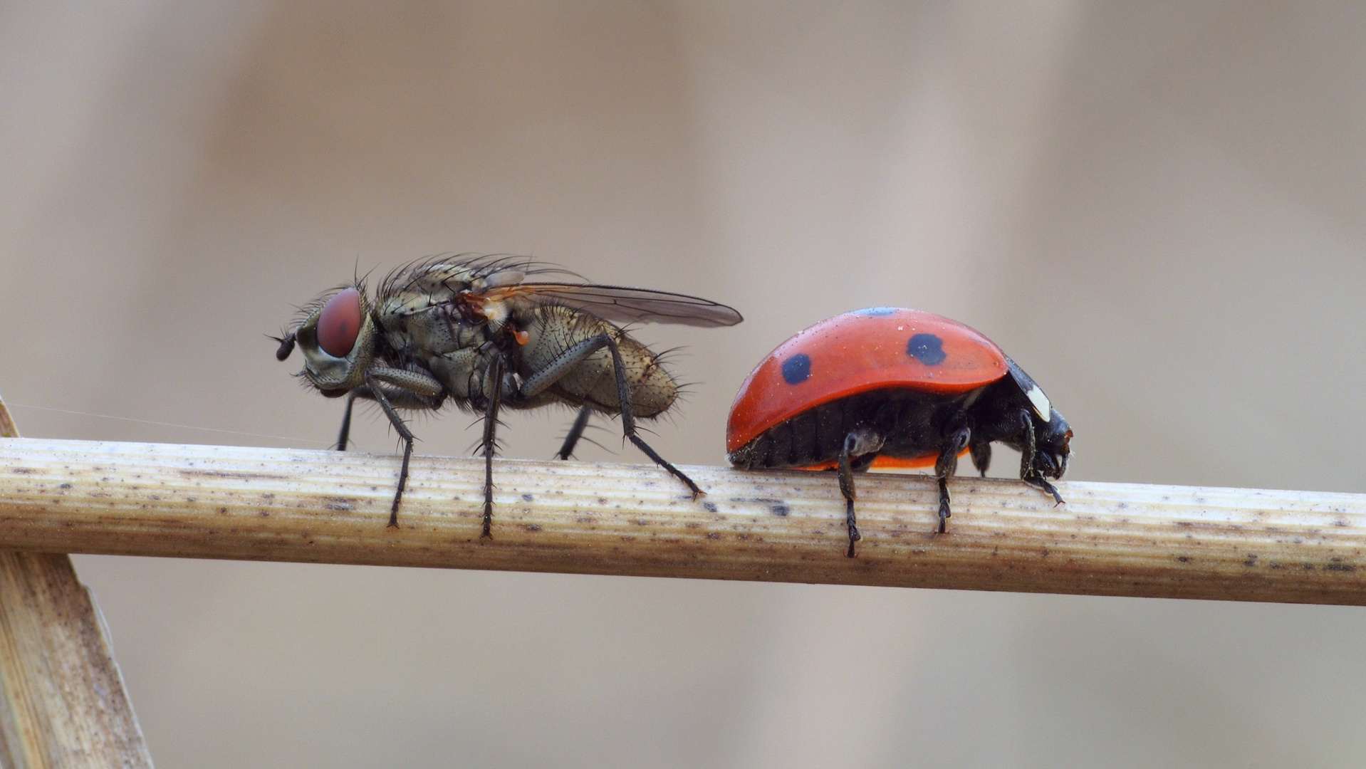 Fliege vs. Marienkäfer