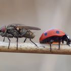 Fliege vs. Marienkäfer