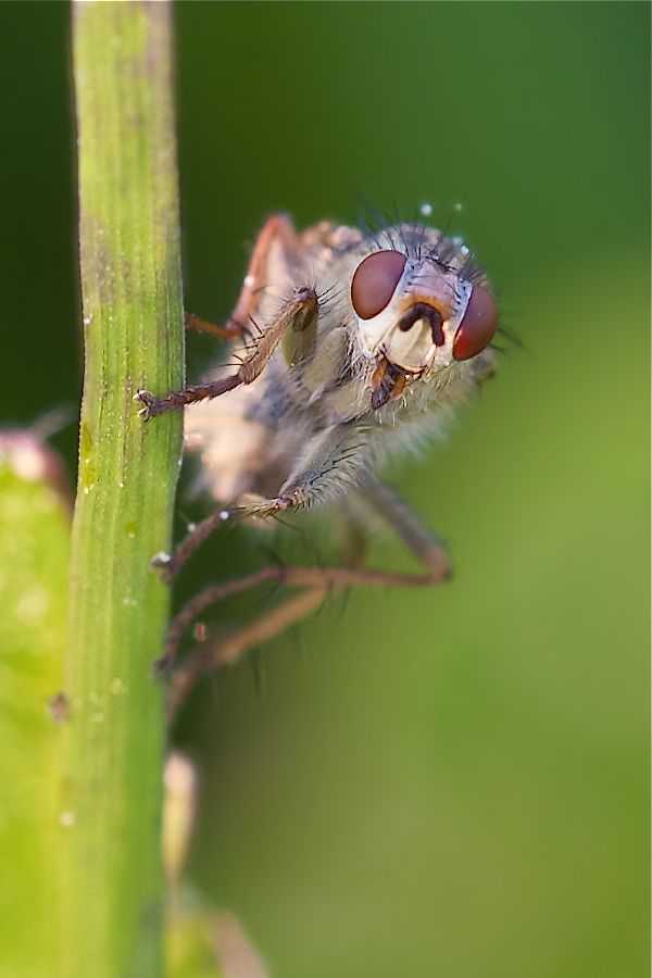 Fliege - was sitzt den hier im Feld..?