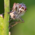 Fliege - was sitzt den hier im Feld..?