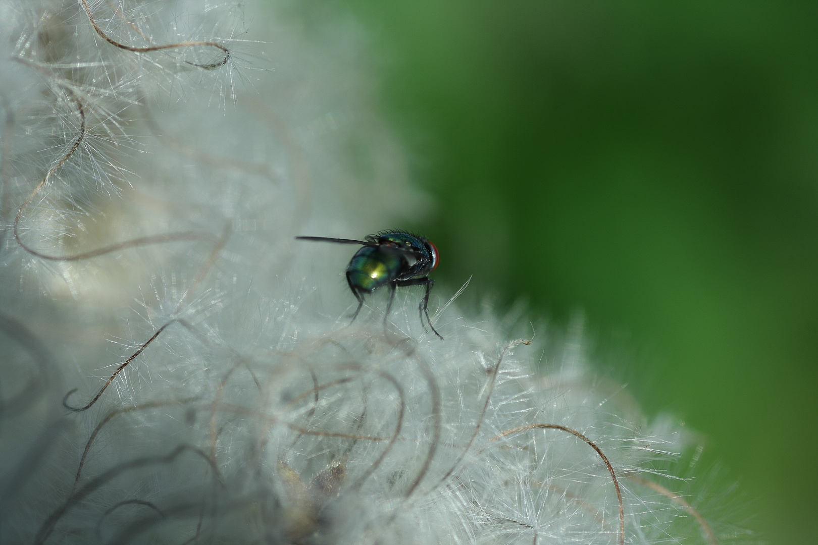 '' Fliege wenn ich Dich kriege ...''