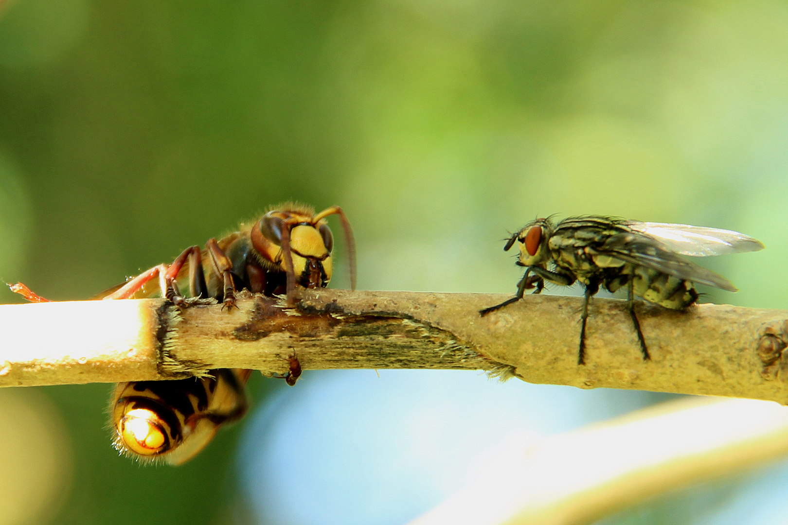 Fliege will Naschen