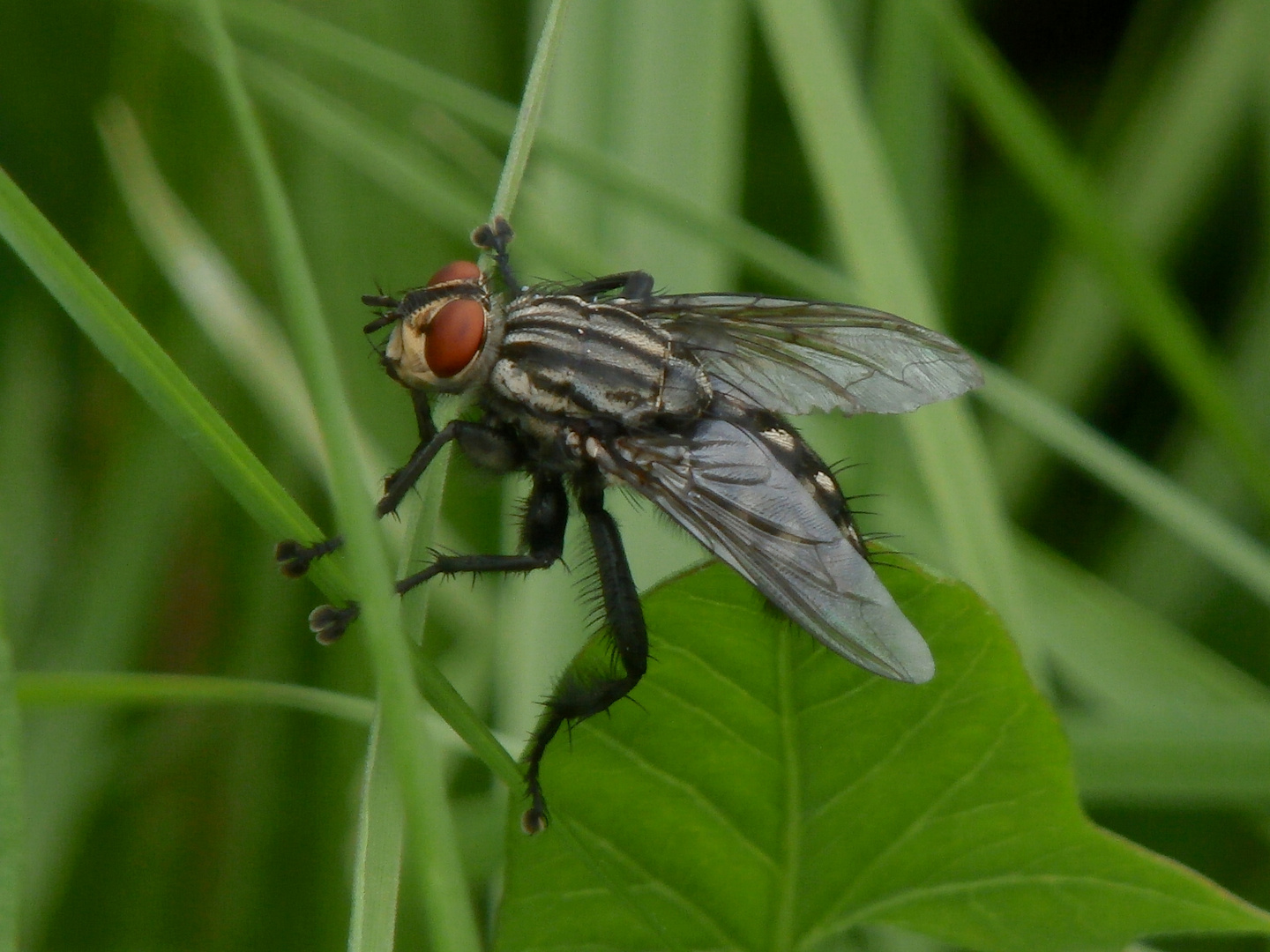 Fliege XXL P6291171