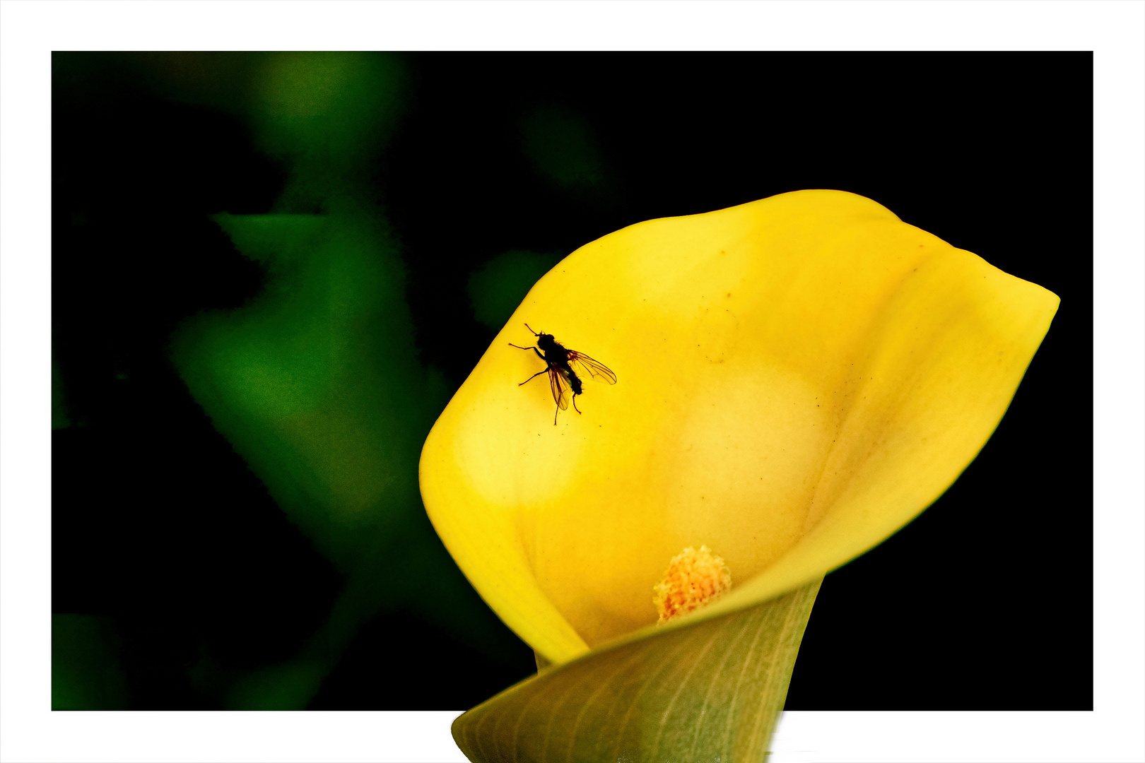 Fliege zu Besuch bei der Calla