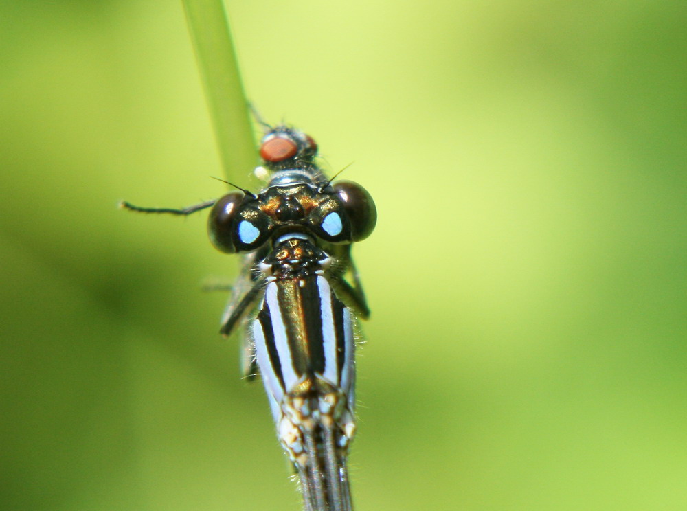 Fliege zum Dessert