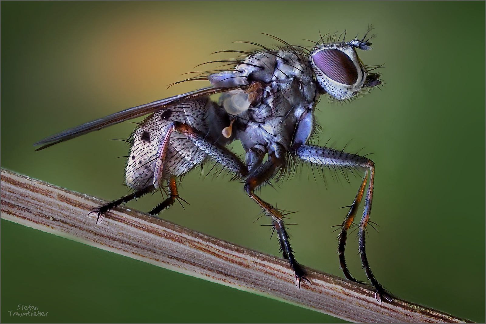fliege_12 Foto & Bild tiere, wildlife, insekten Bilder auf