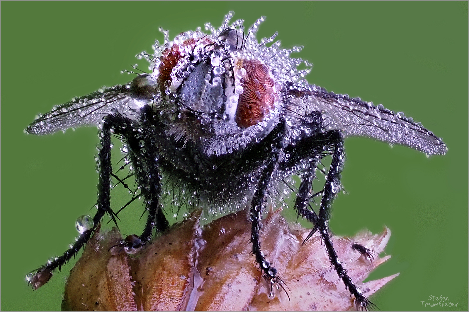 fliege_3 Foto &amp; Bild tiere, wildlife, insekten Bilder auf