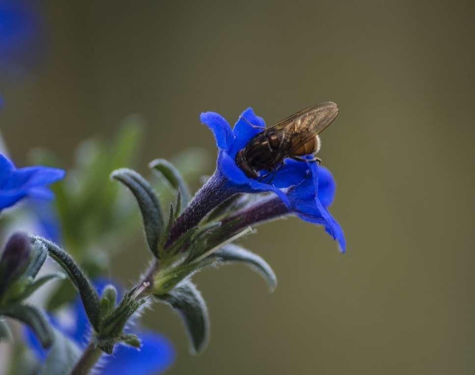 FliegeanBlume