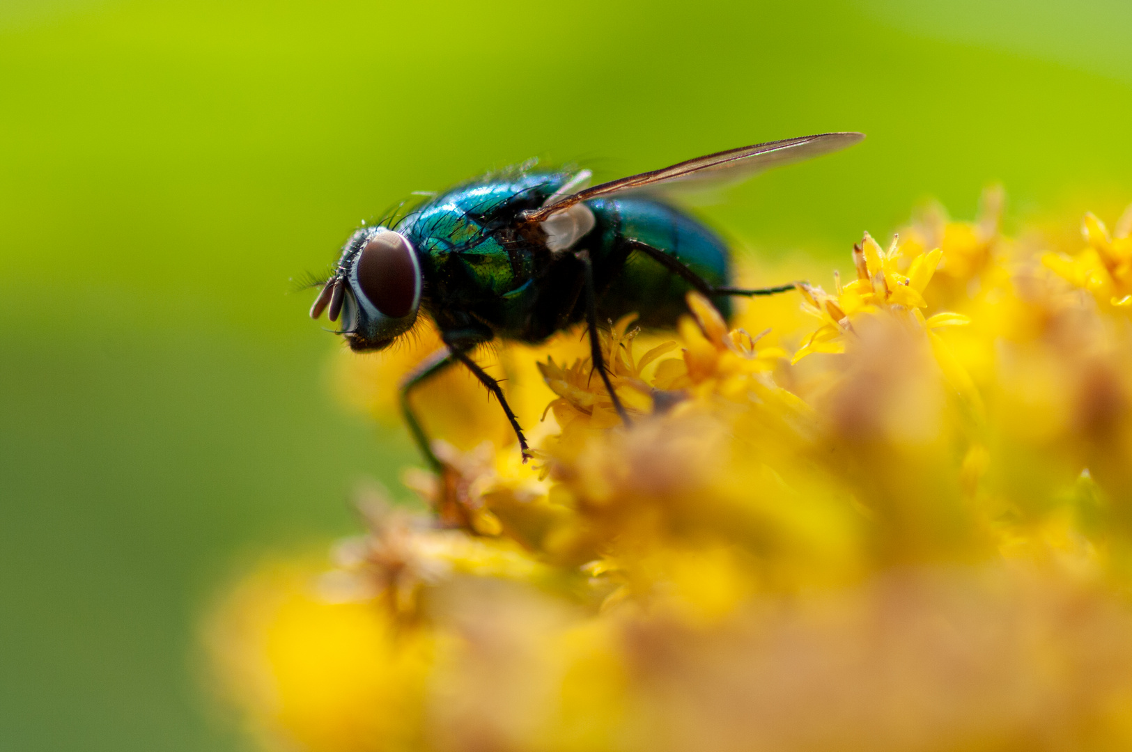 FliegeAufBlüte