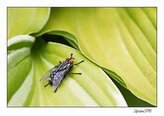 Fliege...ein schöner Platz im Grünen.......