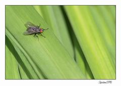 Fliege...ein schöner Platz im Grünen,,,