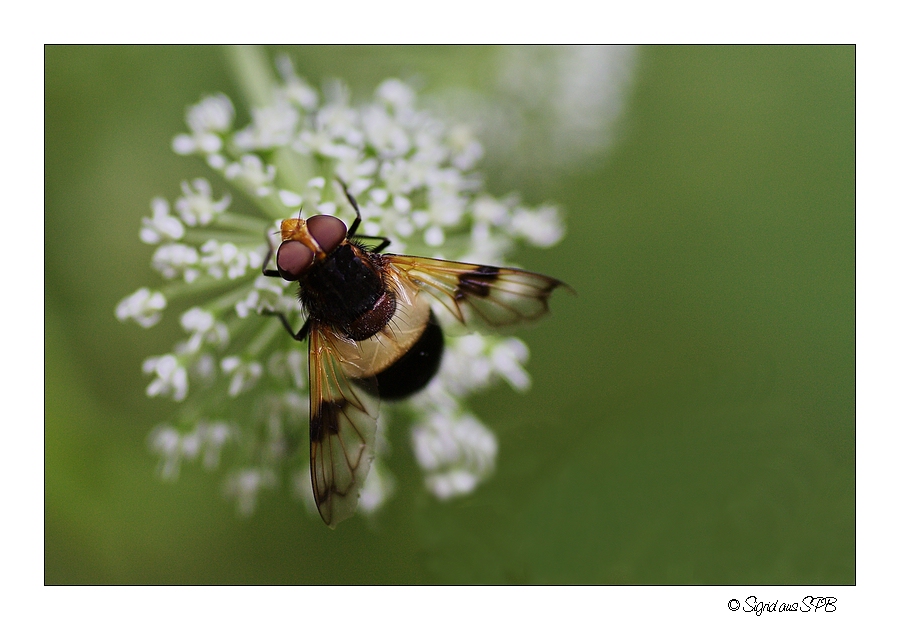 Fliege...mal aus einer anderen Perspektive