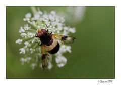 Fliege...mal aus einer anderen Perspektive