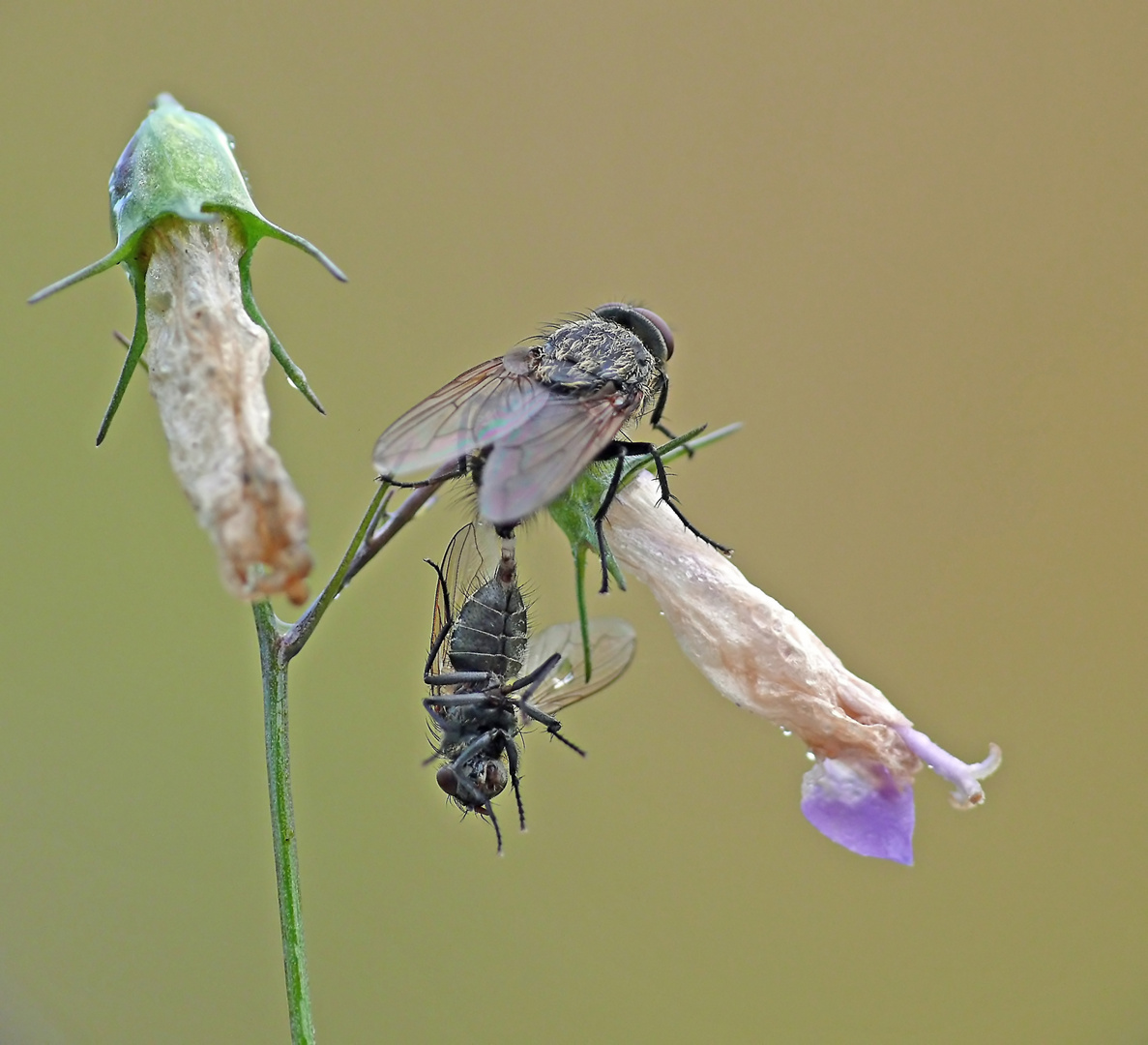 Fliegen...