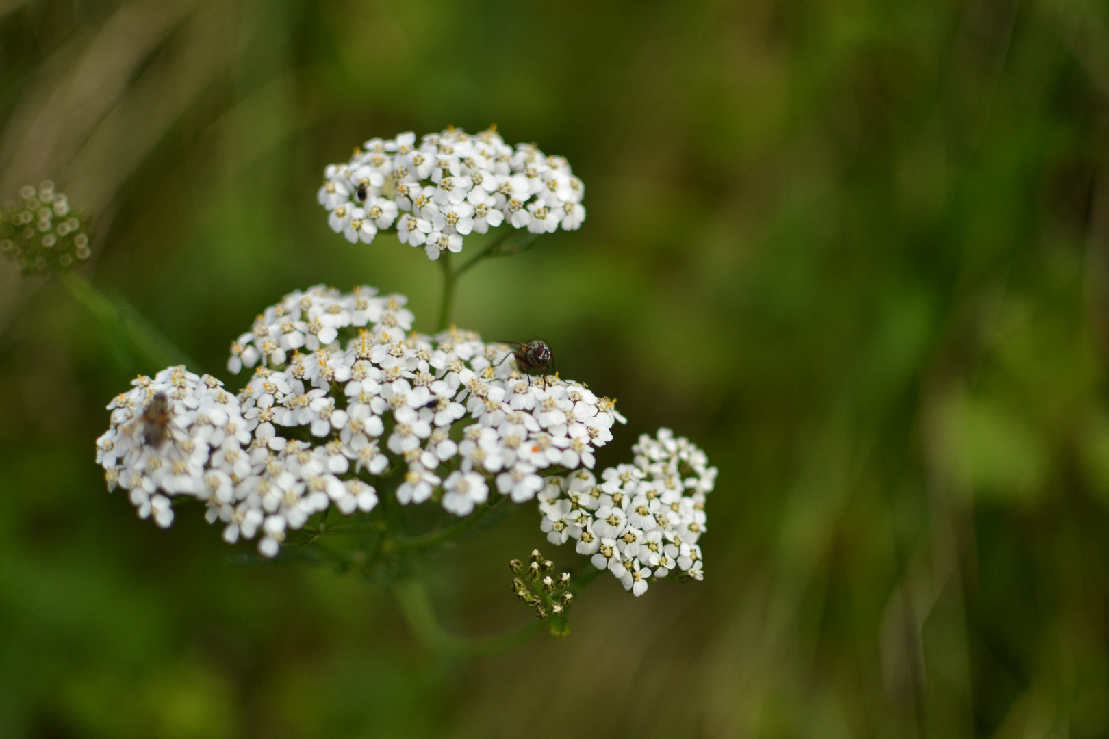 Fliegen