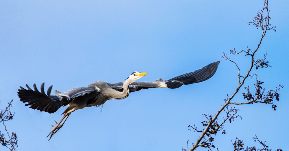 Fliegen 