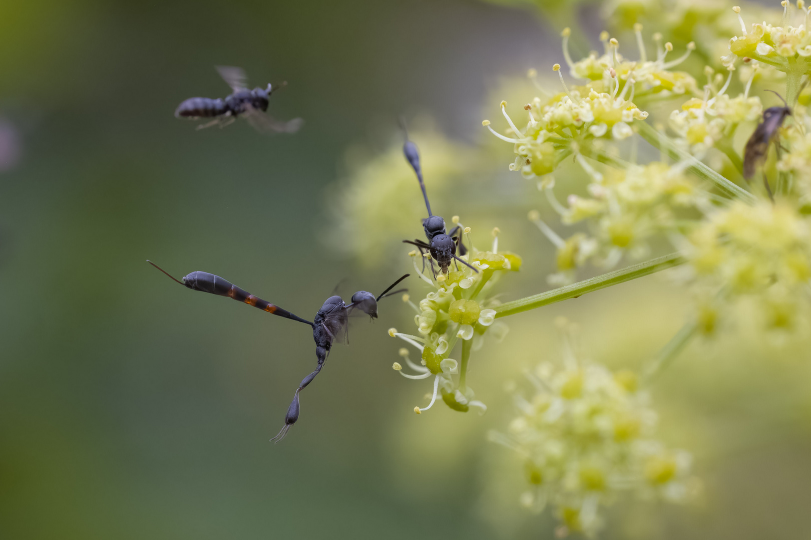 fliegen