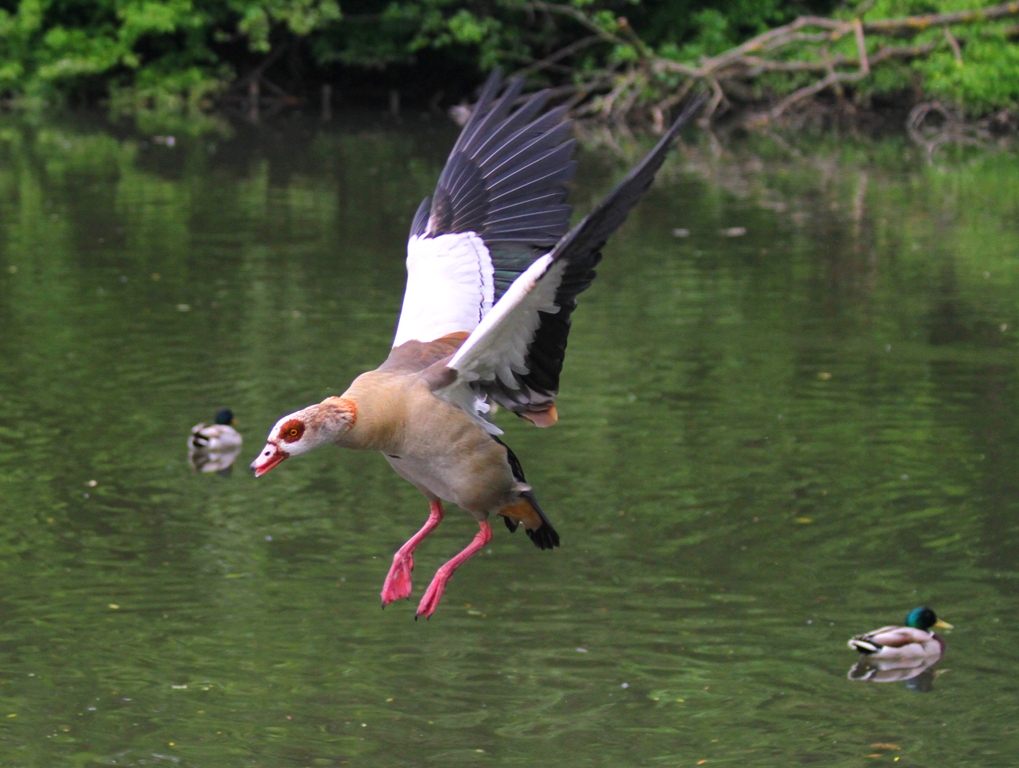 Fliegen