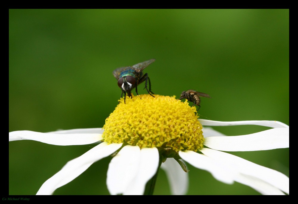 Fliegen