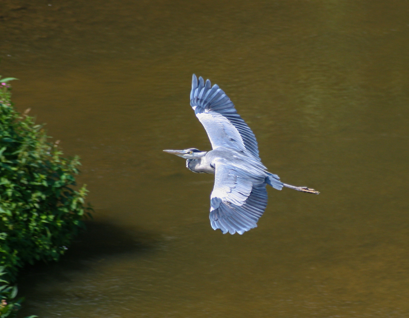 Fliegen