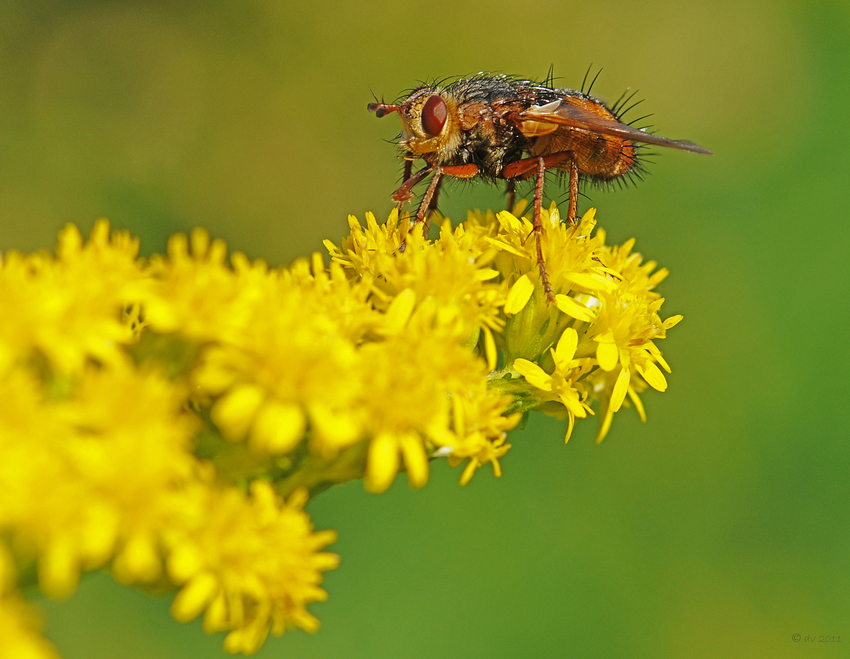 Fliegen