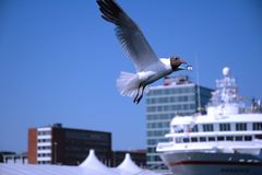 Fliegen am Hafen